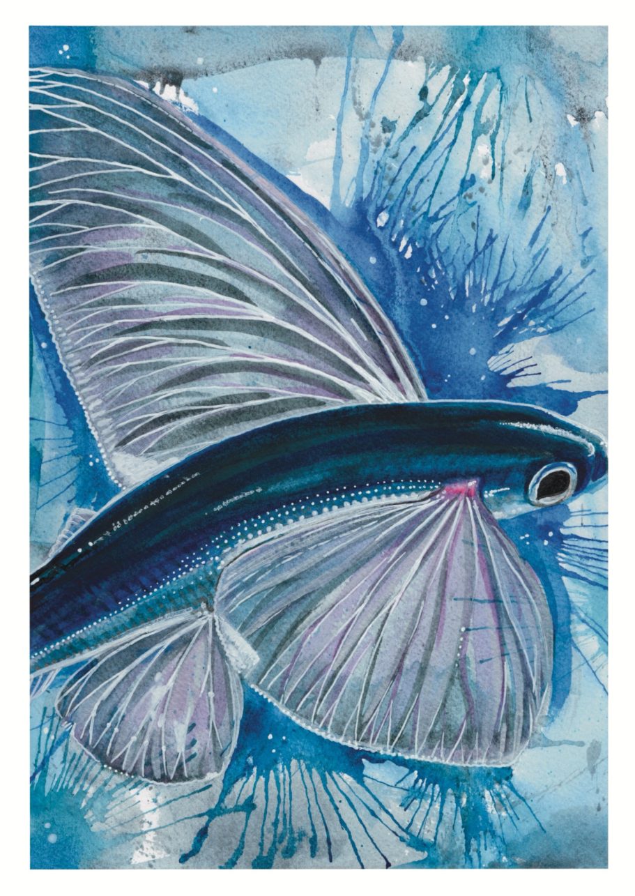 Flying Fish Watercolour Art Print