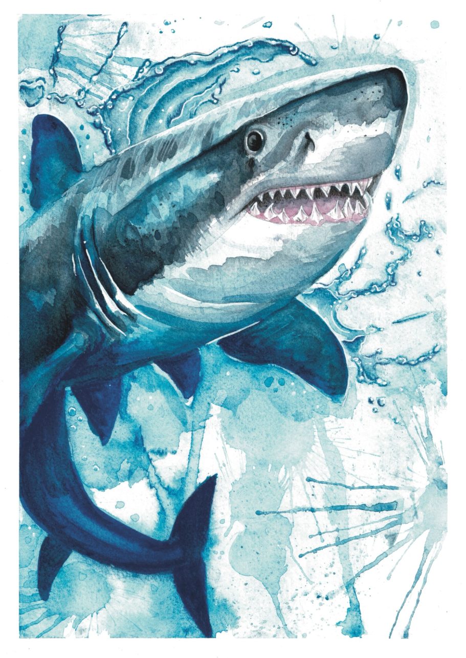 Shark