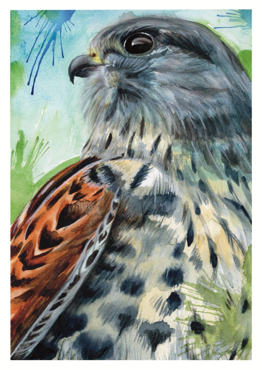 Kestrel Water Colour Print Kestrel Water Colour Print