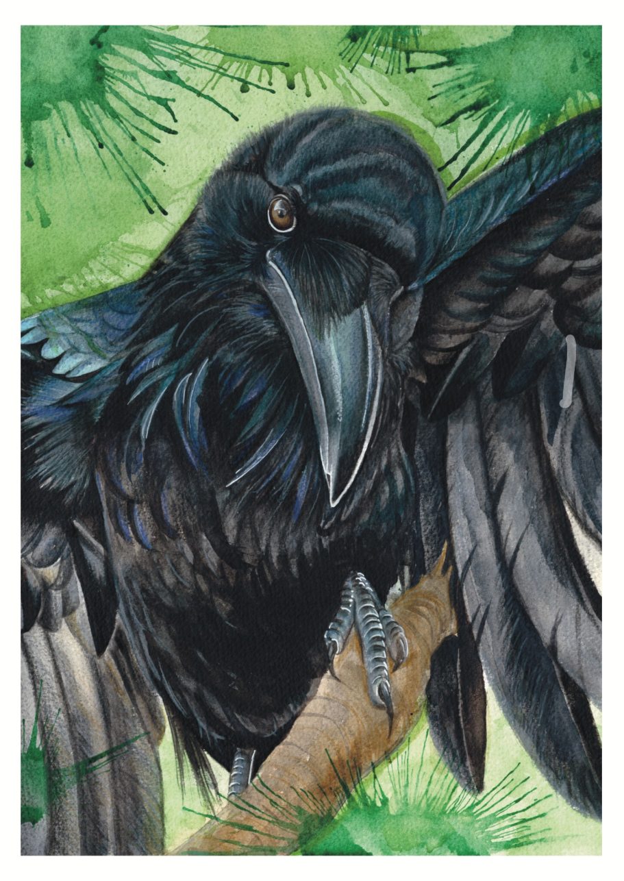 Watercolour Crow Art Print