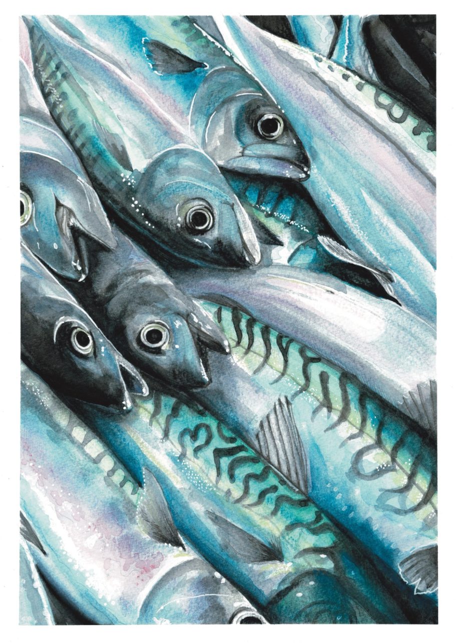 Mackerel Fish Art Print