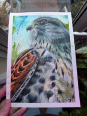 Kestrel Water Colour Painting Original Kestrel Water Colour Painting Original